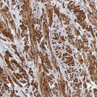 Anti-SLMAP Antibody