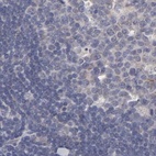 Anti-SLMAP Antibody