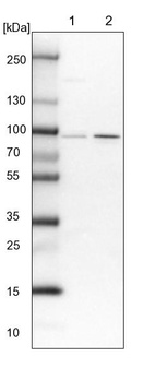 Lane 1: NIH-3T3 cell lysate (Mouse embryonic fibroblast cells)_br/_Lane 2: NBT-II cell lysate (Rat Wistar bladder tumour cells)