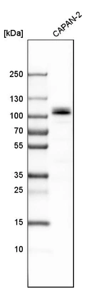 Western blot analysis in human cell line CAPAN-2.