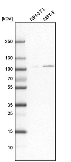 Western blot analysis in mouse cell line NIH-3T3 and rat cell line NBT-II.