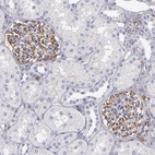 Anti-ABCC1 Antibody