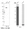Anti-ABCC1 Antibody