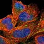 Immunofluorescent staining of human cell line U-2 OS shows positivity in plasma membrane.
