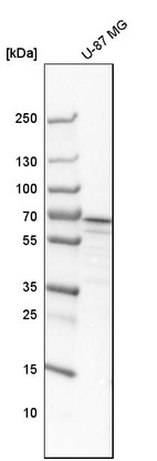 Western blot analysis in human cell line U-87 MG.
