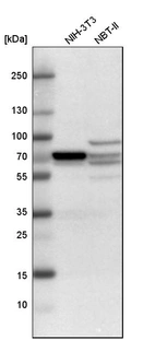 Western blot analysis in mouse cell line NIH-3T3 and rat cell line NBT-II.