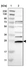 Anti-CDC34 Antibody