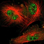 Immunofluorescent staining of human cell line U-251 MG shows localization to nuclear speckles & cytosol.