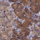 Immunohistochemical staining of human pancreas using Anti-CARS antibody HPA002383.