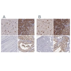 Immunohistochemical staining of human cerebral cortex, pancreas, skeletal muscle and testis using Anti-CARS antibody HPA002384 (A) shows similar protein distribution across tissues to independent antibody HPA002383 (B).