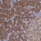 Immunohistochemical staining of human pancreas shows strong cytoplasmic positivity in exocrine glandular cells.