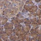 Immunohistochemical staining of human pancreas using Anti-CARS antibody HPA002384.