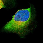 Immunofluorescent staining of human cell line U-2 OS shows localization to cytosol.