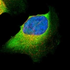 Immunofluorescent staining of human cell line U-2 OS shows localization to cytosol.