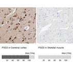 Immunohistochemistry analysis in human cerebral cortex and skeletal muscle tissues using HPA002455 antibody. Corresponding PSD3 RNA-seq data are presented for the same tissues.