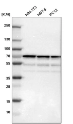 Western blot analysis in mouse cell line NIH-3T3, rat cell line NBT-II and rat cell line pC12.
