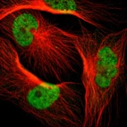 Immunofluorescent staining of human cell line U-251 MG shows localization to nucleoplasm.
