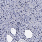 Immunohistochemical staining of human pancreas shows low expression as expected.