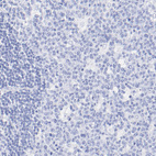 Immunohistochemical staining of human lymph node shows no positivity as expected.