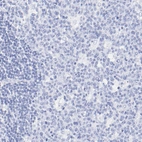 Immunohistochemical staining of human lymph node shows no positivity as expected.