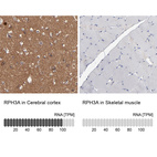 Anti-RPH3A Antibody