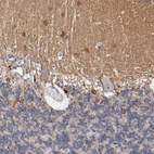 Immunohistochemical staining of human cerebellum shows moderate positivity in neuropil.