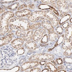 Anti-COX4I1 Antibody