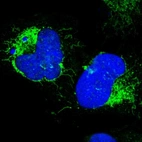 Immunofluorescent staining of human cell line U-2 OS shows localization to nucleus & mitochondria.