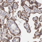 Immunohistochemical staining of human placenta shows high expression.