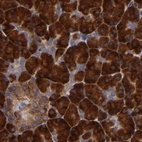Immunohistochemical staining of human pancreas using Anti-SND1 antibody HPA002529.