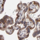 Immunohistochemical staining of human placenta using Anti-SND1 antibody HPA002529.