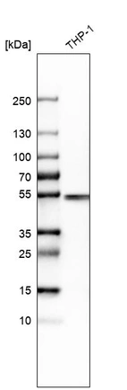 Western blot analysis in human cell line THP-1.