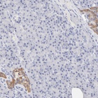 Anti-TWNK Antibody