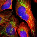 Immunofluorescent staining of human cell line U-2 OS shows localization to mitochondria.