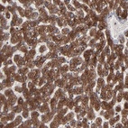 Anti-CNIH1 Antibody