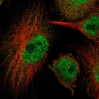 Immunofluorescent staining of human cell line U-251 MG shows localization to nucleoplasm & cytosol.