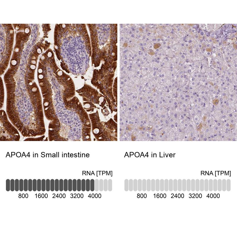 Anti-APOA4 Antibody
