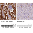 Anti-APOA4 Antibody