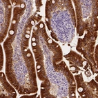 Immunohistochemical staining of human small intestine shows high expression.