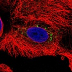 Immunofluorescent staining of human cell line CACO-2 shows localization to the Golgi apparatus.