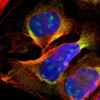 Immunofluorescent staining of human cell line U-2 OS shows positivity in nucleoli & cytoplasm.