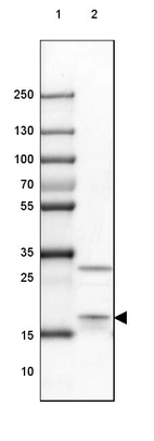 Lane 1: Marker [kDa] 250, 130, 100, 70, 55, 35, 25, 15, 10_br/_Lane 2: Mouse Cerebral Cortex tissue