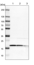 Lane 1: NIH-3T3 cell lysate (Mouse embryonic fibroblast cells)_br/_Lane 2: NBT-II cell lysate (Rat Wistar bladder tumour cells)_br/_Lane 3: PC12 cell lysate (Pheochromocytoma of rat adrenal medulla)