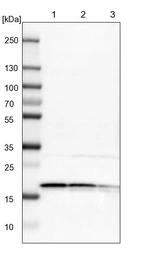 Lane 1: NIH-3T3 cell lysate (Mouse embryonic fibroblast cells)_br/_Lane 2: NBT-II cell lysate (Rat Wistar bladder tumour cells)_br/_Lane 3: PC12 cell lysate (Pheochromocytoma of rat adrenal medulla)