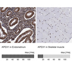 Anti-APEX1 Antibody