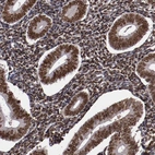 Immunohistochemical staining of human endometrium shows high expression.