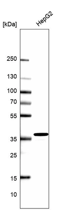 Western blot analysis in human cell line HepG2.