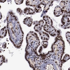 Immunohistochemical staining of human placenta shows strong nuclear positivity in trophoblastic cells.