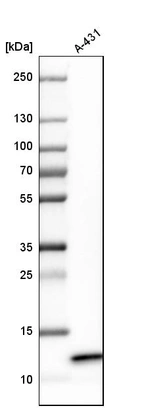 Western blot analysis in human cell line A-431.