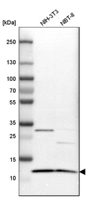 Western blot analysis in mouse cell line NIH-3T3 and rat cell line NBT-II.